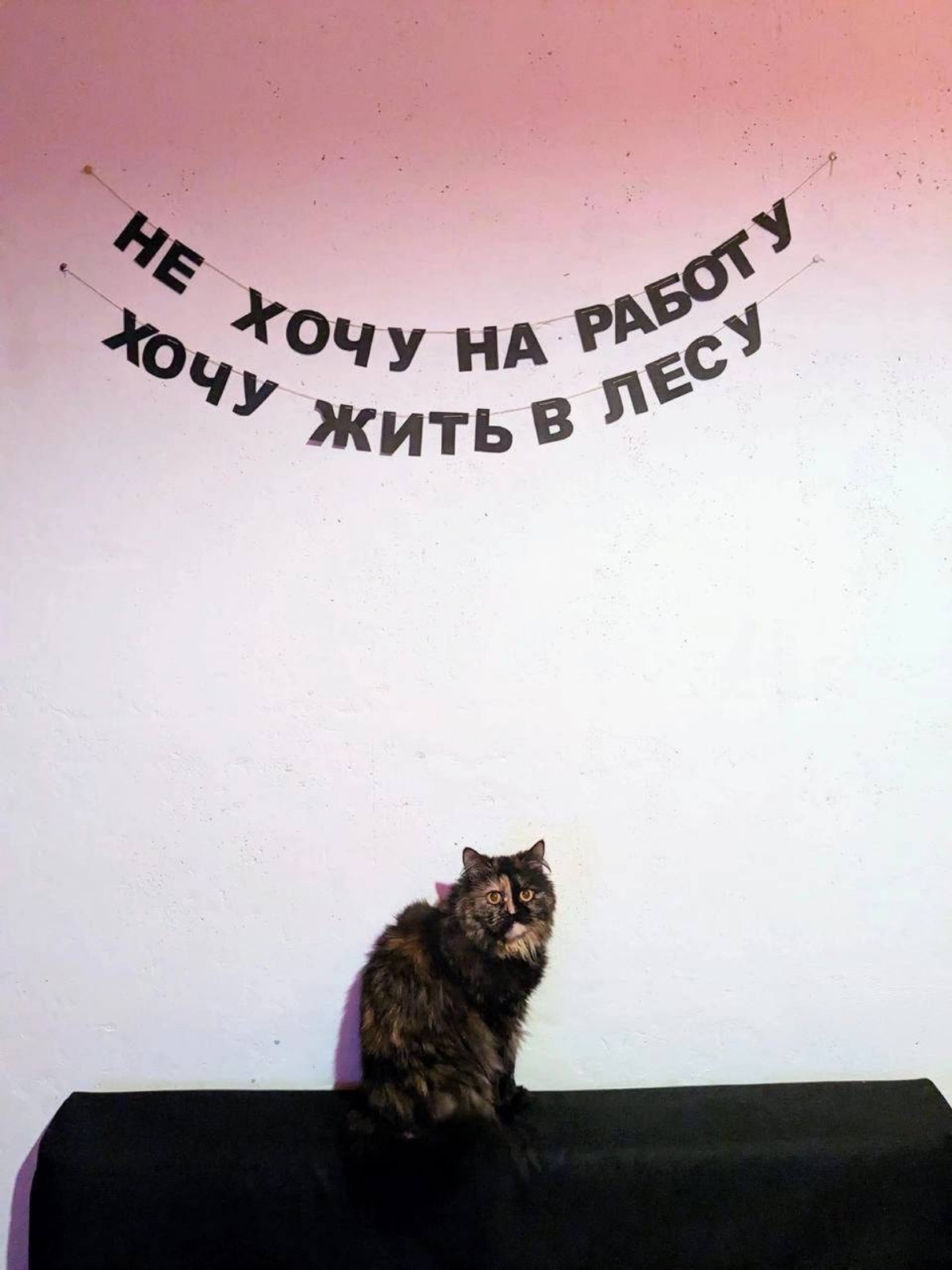 Мы? | Сетка — социальная сеть от hh.ru