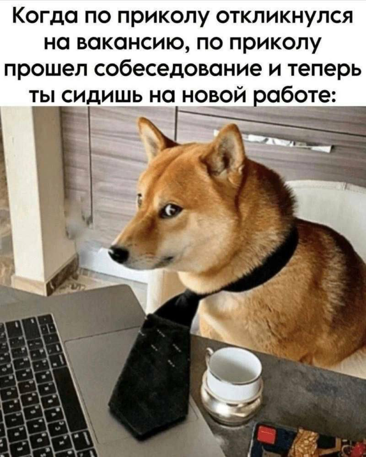 Не знаю пока что сюда писать, но нашла смешную картинку, которая описывает начало моей карьеры в HR)) У меня уже 3 подписчика - эта «самопрезентация» для вас. | Сетка — социальная сеть от hh.ru