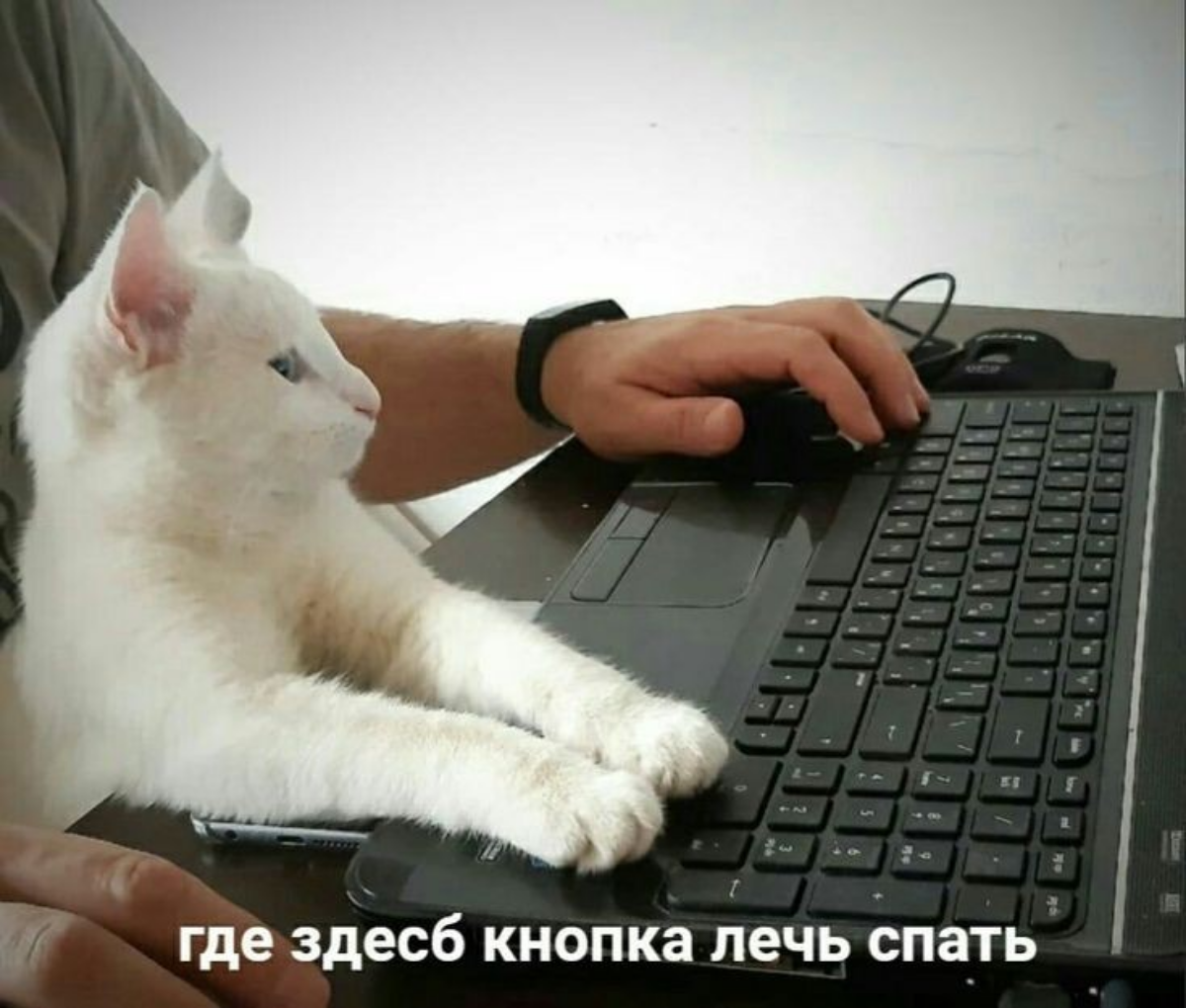 Когда после обеда пришёл опять работать | Сетка — социальная сеть от hh.ru