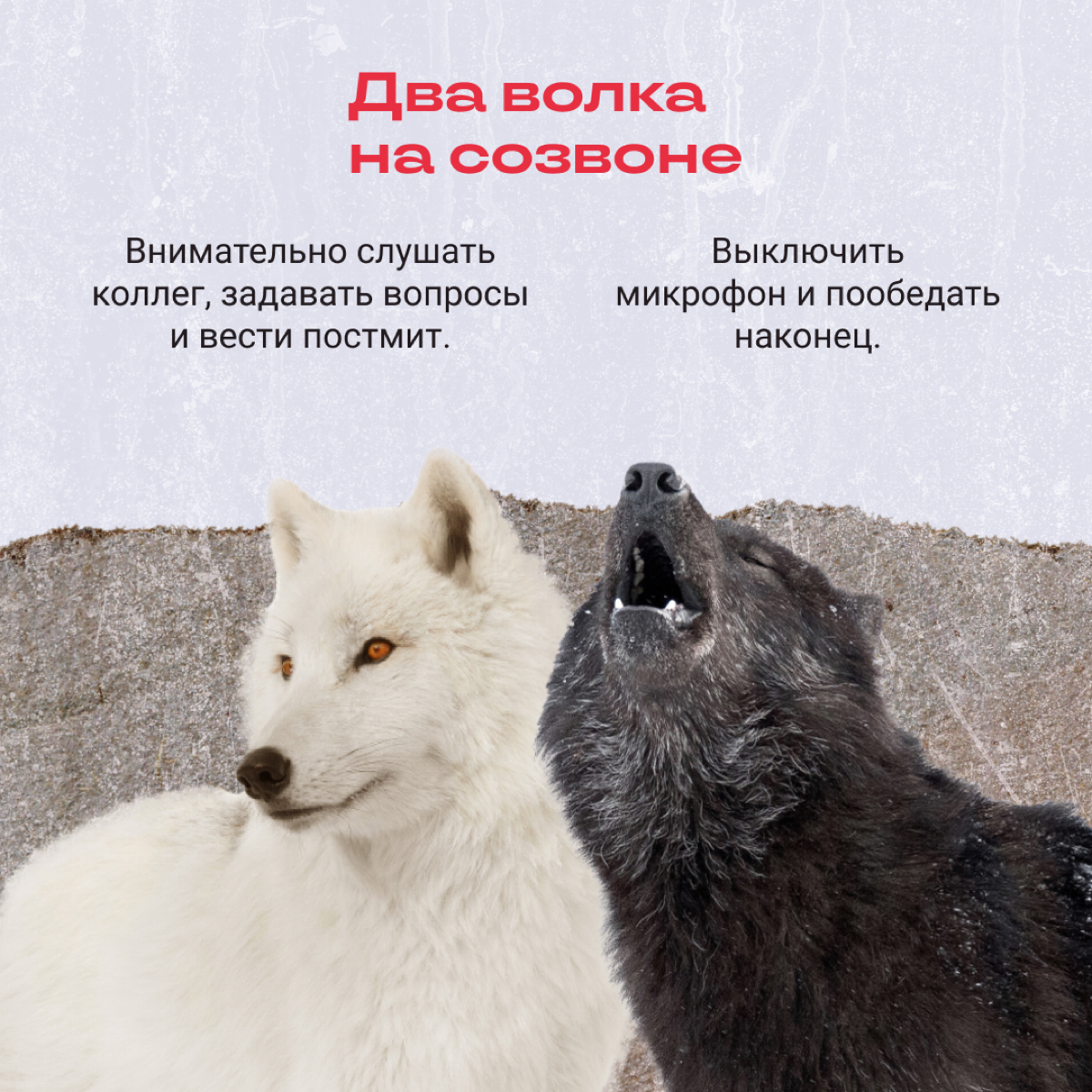 В нас борются два волка: вот же они, на экране!
Узнали своих в подборке? | Сетка — социальная сеть от hh.ru