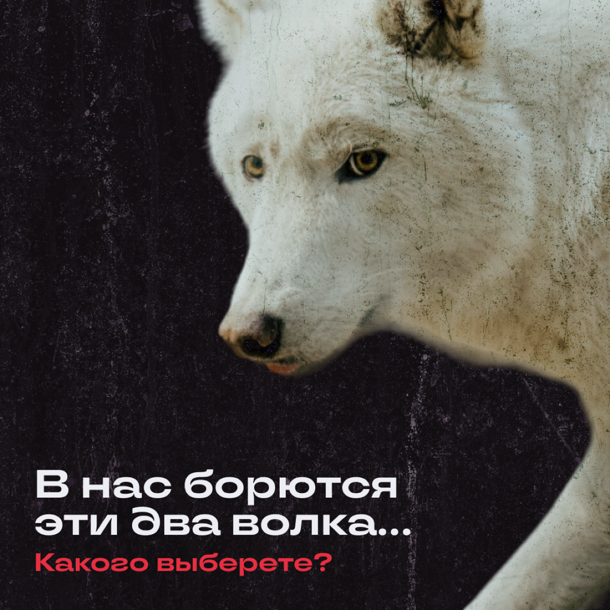 В нас борются два волка: вот же они, на экране!
Узнали своих в подборке? | Сетка — социальная сеть от hh.ru
