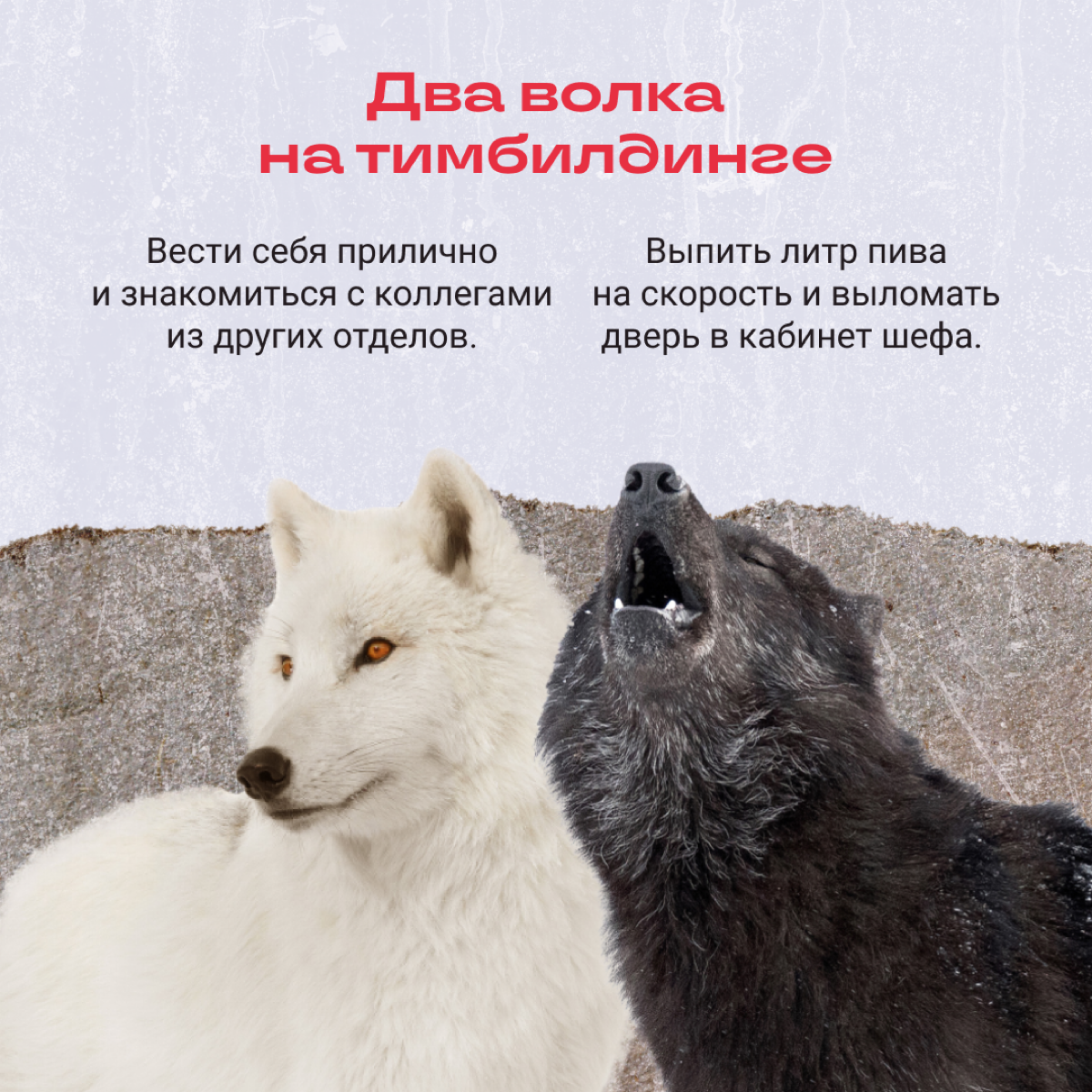 В нас борются два волка: вот же они, на экране!
Узнали своих в подборке? | Сетка — социальная сеть от hh.ru
