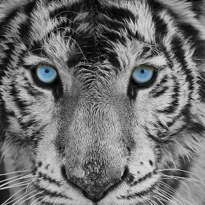 Андрей Еременко