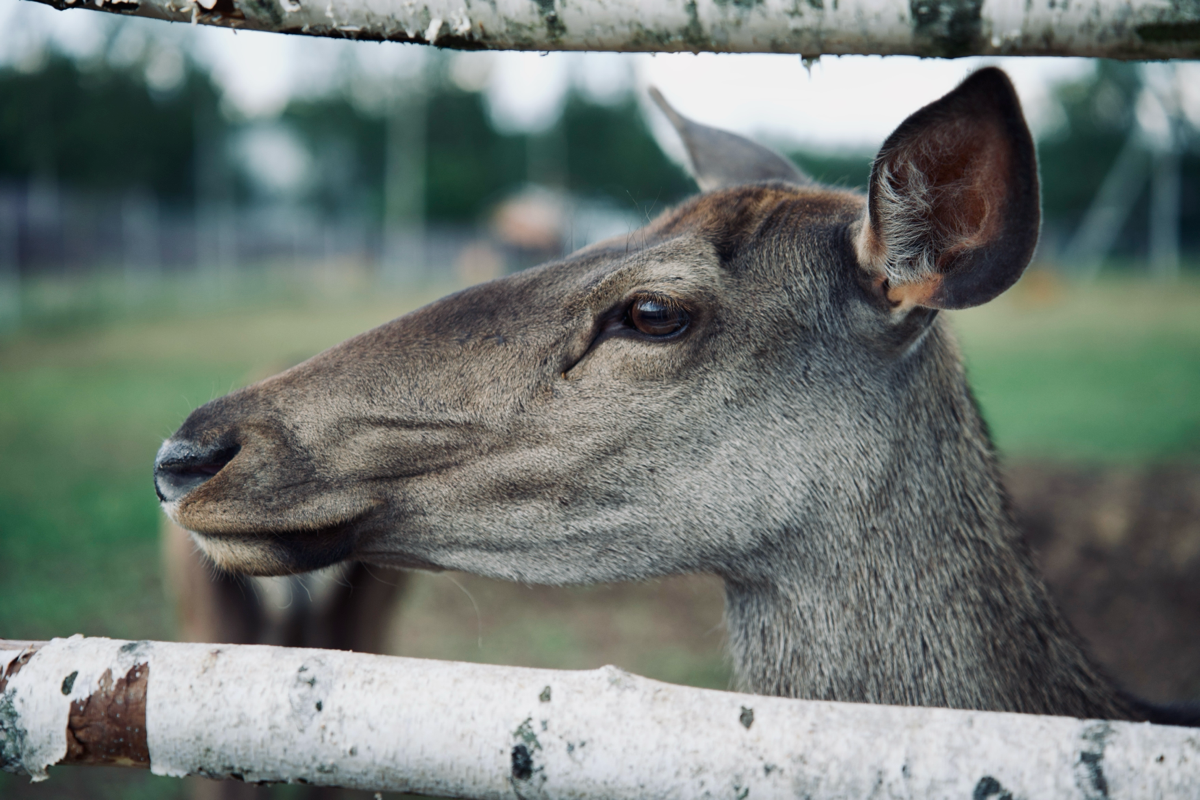 📍 Куда сходить с детьми в Подмосковье. Экоферма «Диво Парк» | Сетка — социальная сеть от hh.ru