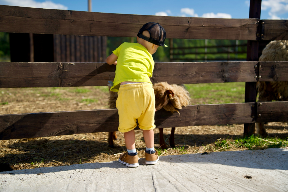 📍 Куда сходить с детьми в Подмосковье. Экоферма «Диво Парк» | Сетка — социальная сеть от hh.ru