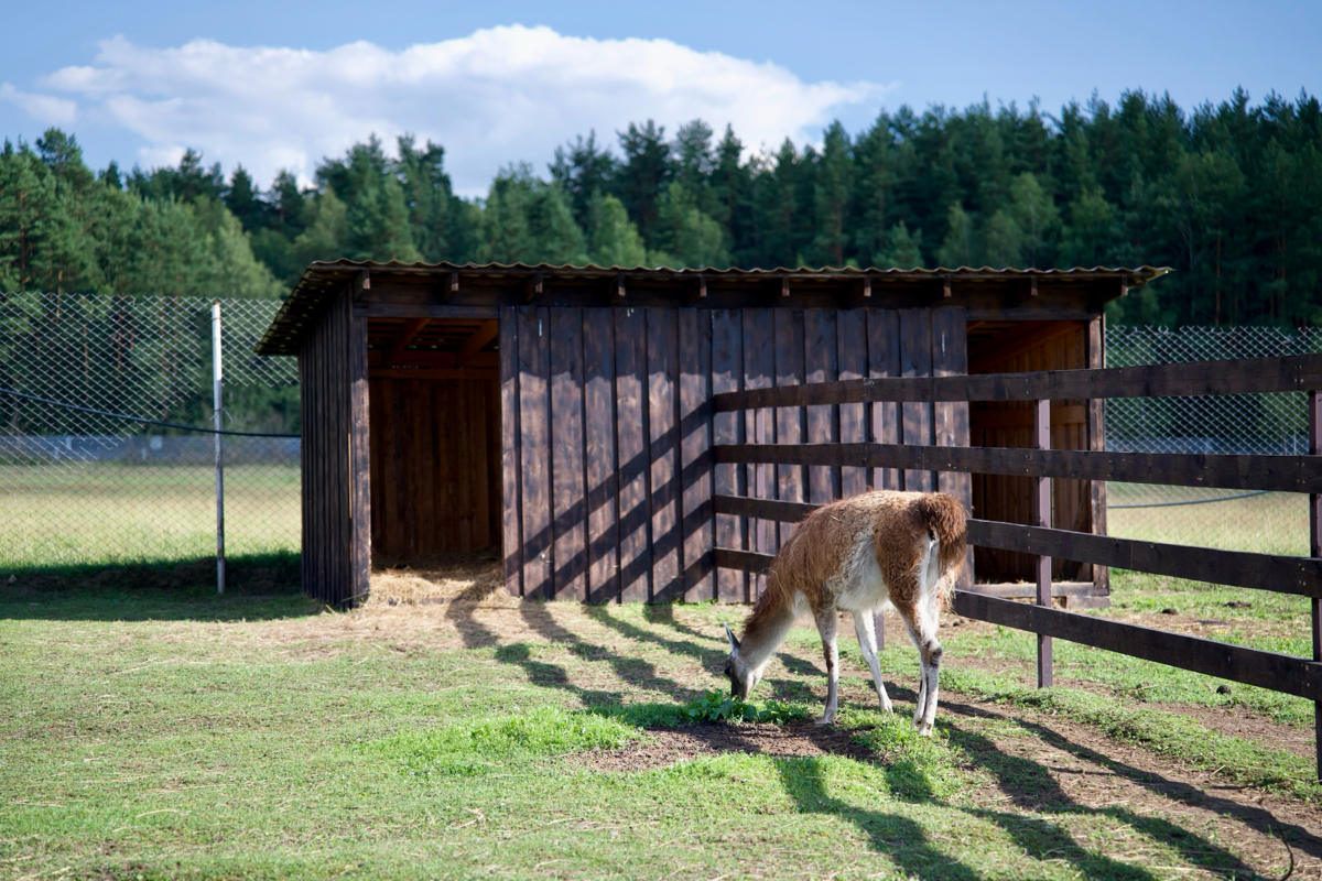 📍 Куда сходить с детьми в Подмосковье. Экоферма «Диво Парк» | Сетка — социальная сеть от hh.ru