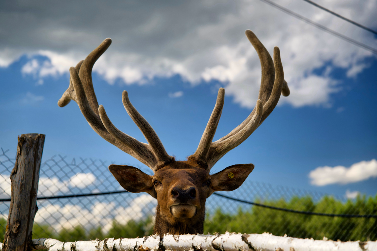 📍 Куда сходить с детьми в Подмосковье. Экоферма «Диво Парк» | Сетка — социальная сеть от hh.ru