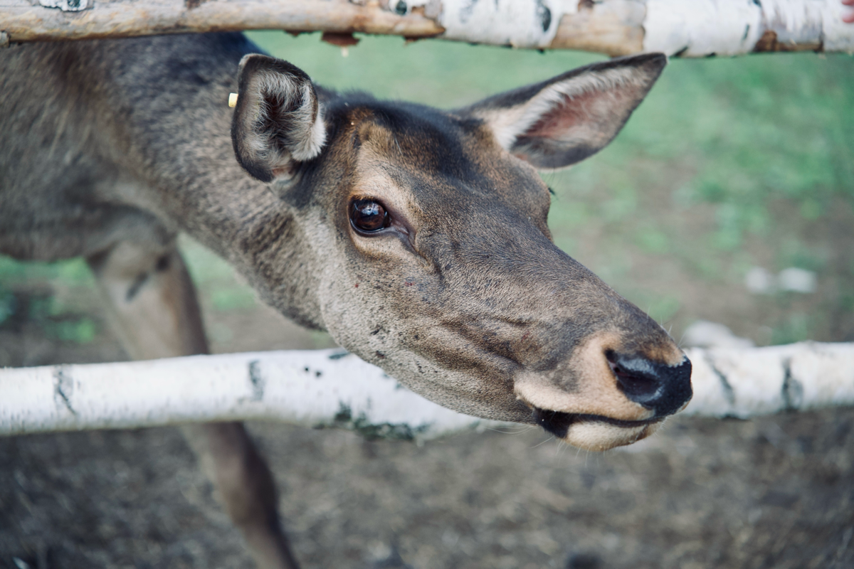 📍 Куда сходить с детьми в Подмосковье. Экоферма «Диво Парк» | Сетка — социальная сеть от hh.ru