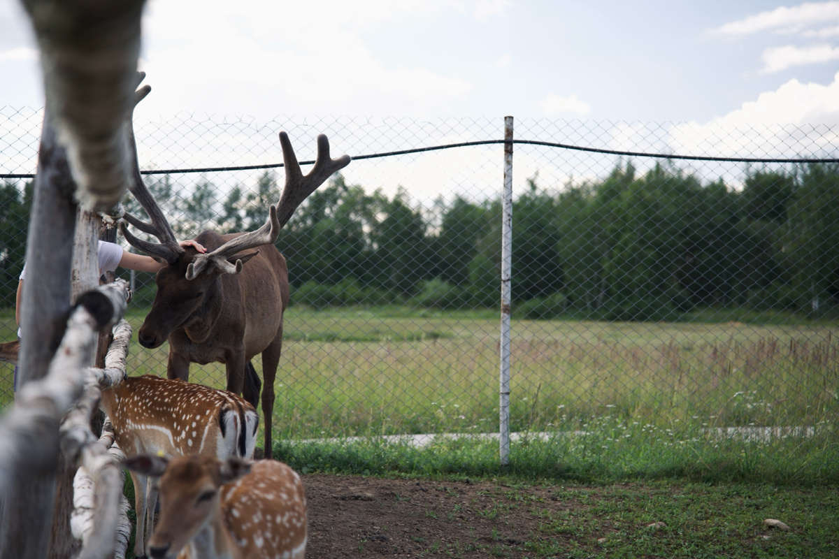 📍 Куда сходить с детьми в Подмосковье. Экоферма «Диво Парк» | Сетка — социальная сеть от hh.ru