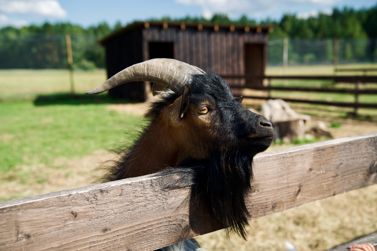 📍 Куда сходить с детьми в Подмосковье. Экоферма «Диво Парк» | Сетка — социальная сеть от hh.ru