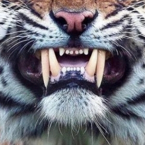 PMS (Product + Marketing + Sales)