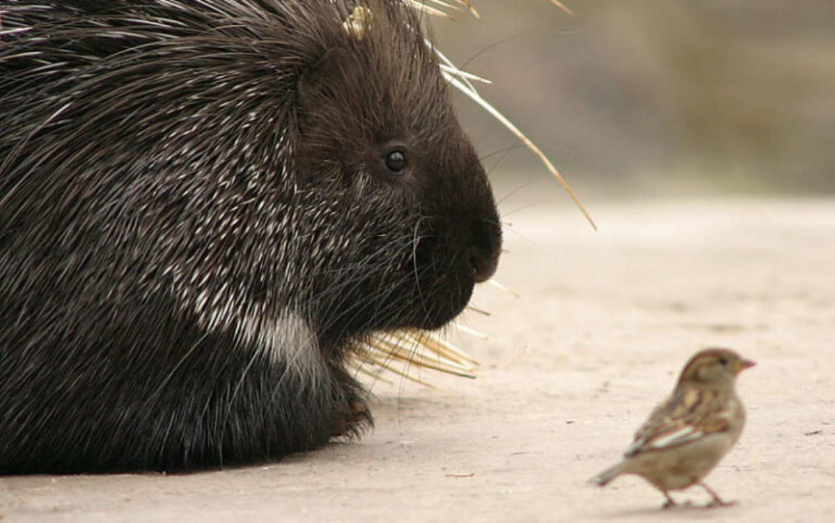 Как дистанция помогает сотрудничеству | Сетка — социальная сеть от hh.ru
