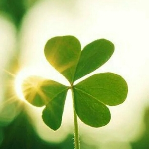 Ivan Lis | Сетка — социальная сеть от hh.ru