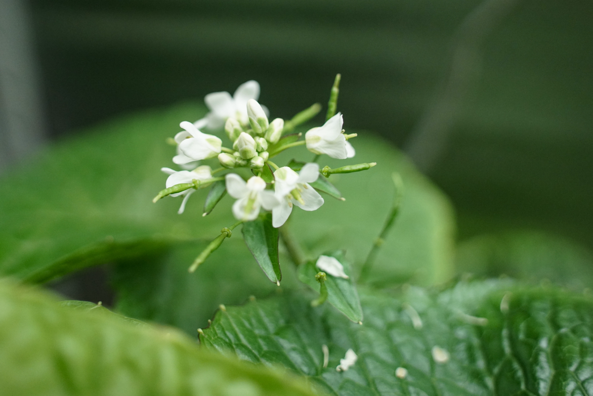 Эксперимент #14. Цветоносы | Сетка — социальная сеть от hh.ru