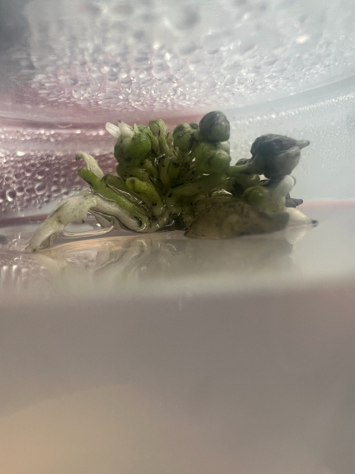 Эксперимент #14. Цветоносы | Сетка — социальная сеть от hh.ru