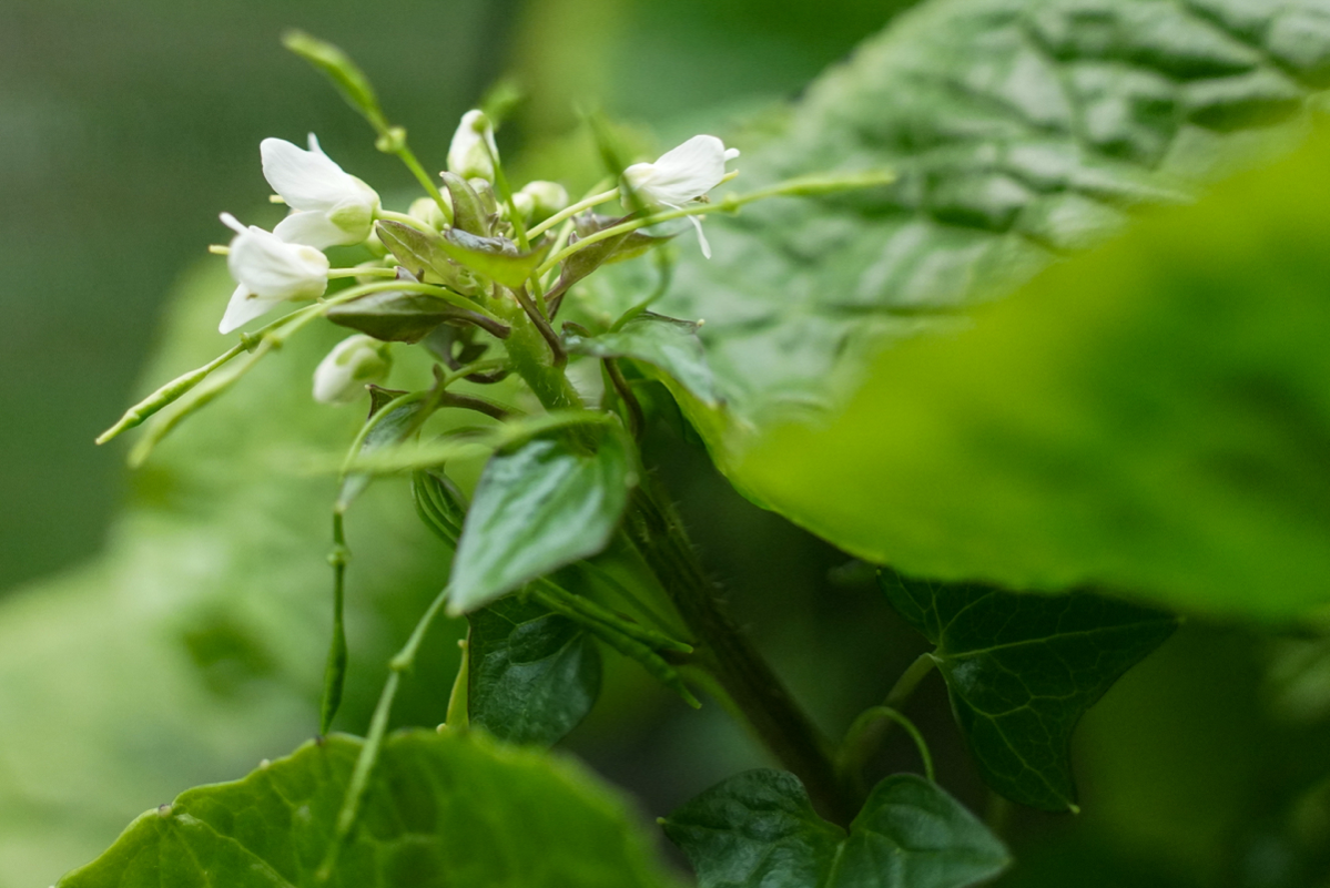 Эксперимент #14. Цветоносы | Сетка — социальная сеть от hh.ru