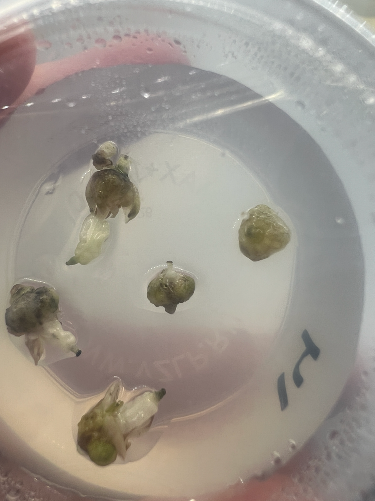 Эксперимент #14. Цветоносы | Сетка — социальная сеть от hh.ru