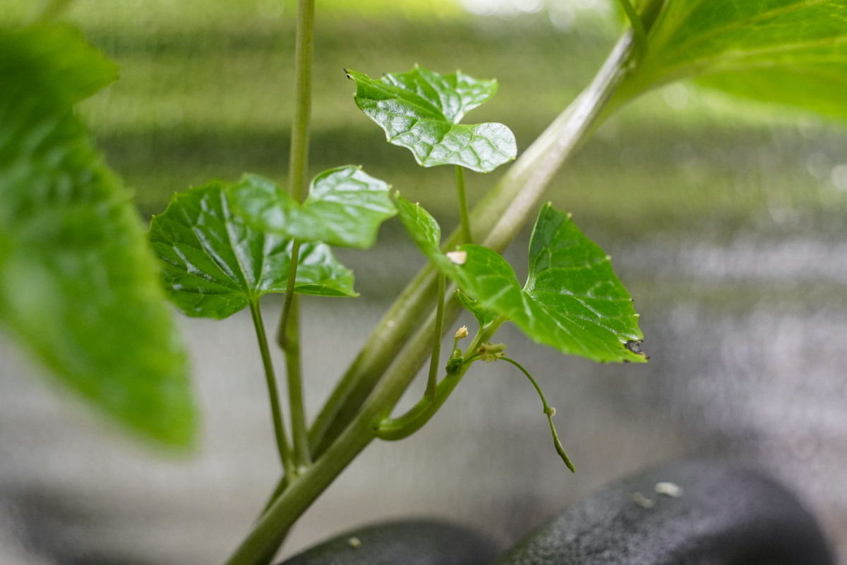 Эксперимент #14. Цветоносы | Сетка — социальная сеть от hh.ru