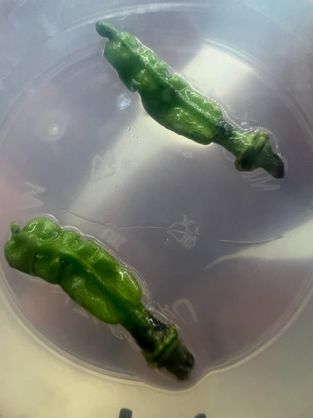 Эксперимент #14. Цветоносы | Сетка — социальная сеть от hh.ru