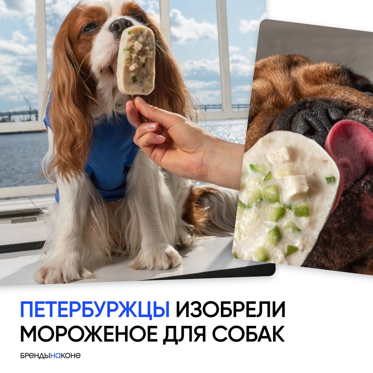 Один питерский бренд изобрел мороженое для собак. На выбор есть пять вкусов: рыба, утка, кролик, индейка и говядина. Даже палочка съедобная!
Эх, Инмарко, упустили вы возможность первыми расширить ЦА. | Сетка — социальная сеть от hh.ru