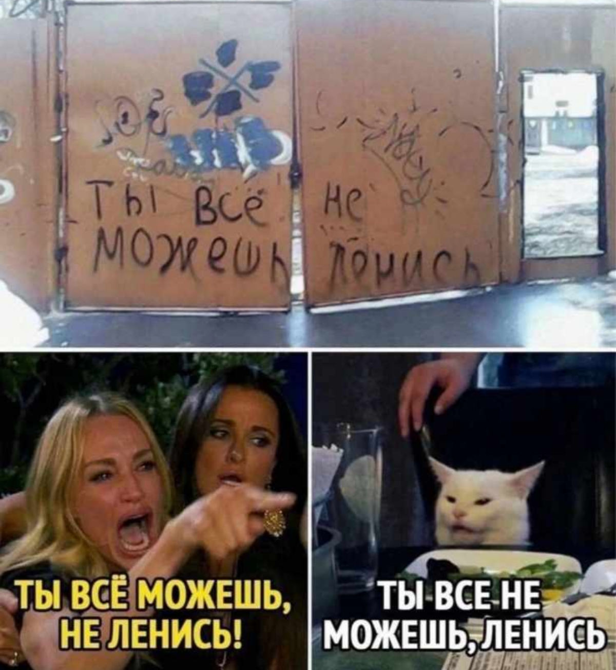 Кто прав ? Мне кажется кот! 🤔 | Сетка — социальная сеть от hh.ru