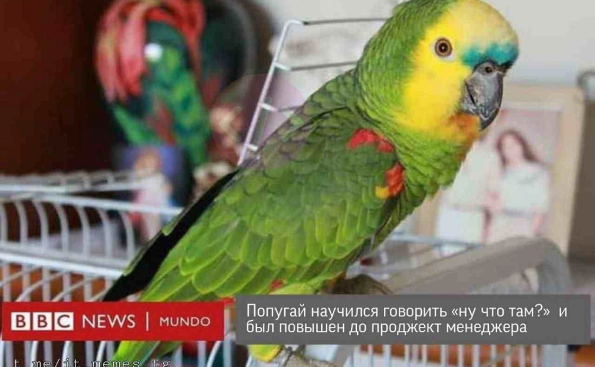 Вот такой ответ я получила на вопрос: «Как думаете, заменит ли ИИ топ-менеджмент через 5 лет»
Заменит ли? | Сетка — социальная сеть от hh.ru
