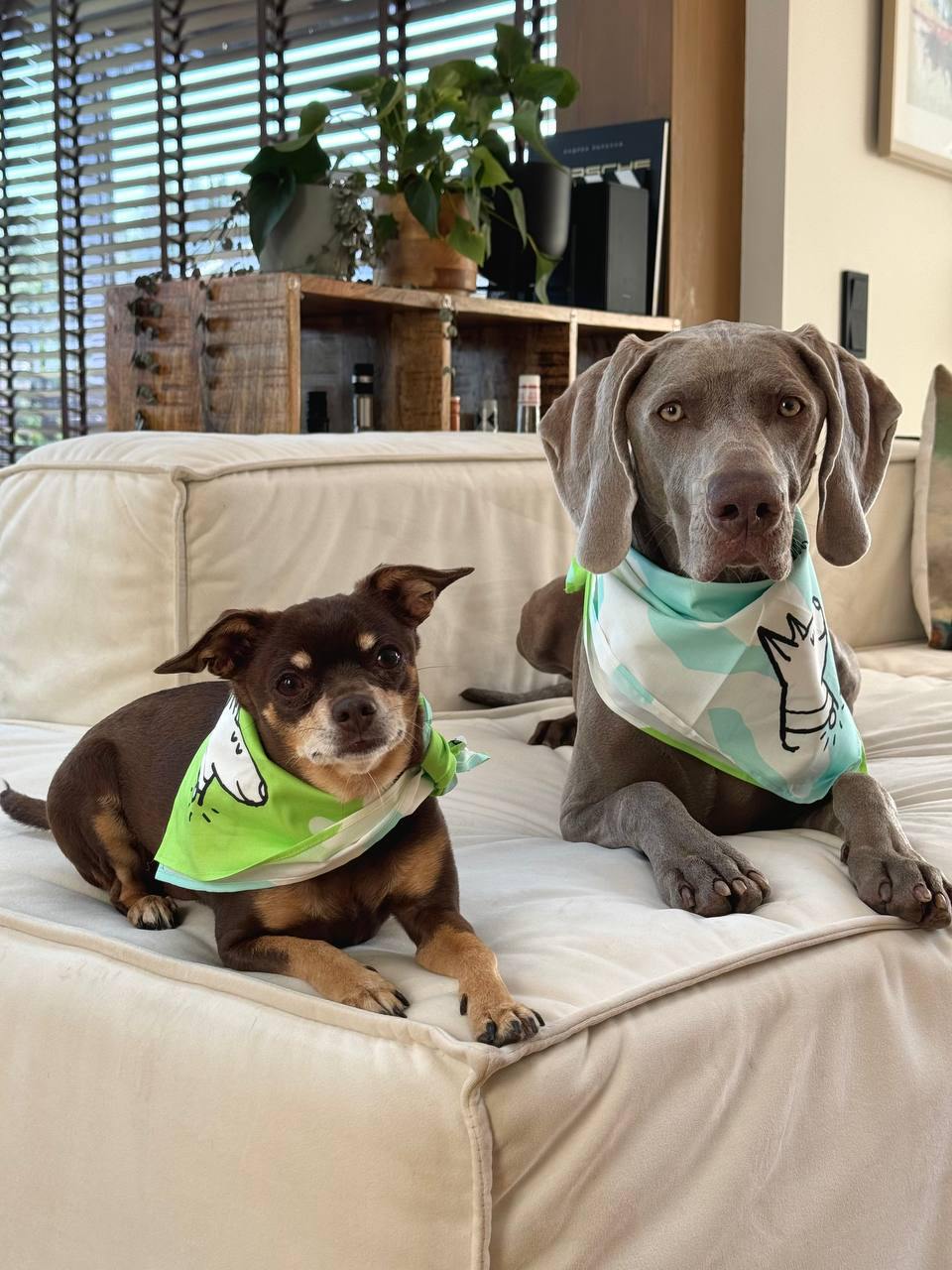 Год второй собаке 
В канале про SMM-стратегию я решил написать про свою собаку Лею? Да, право имею | Сетка — социальная сеть от hh.ru