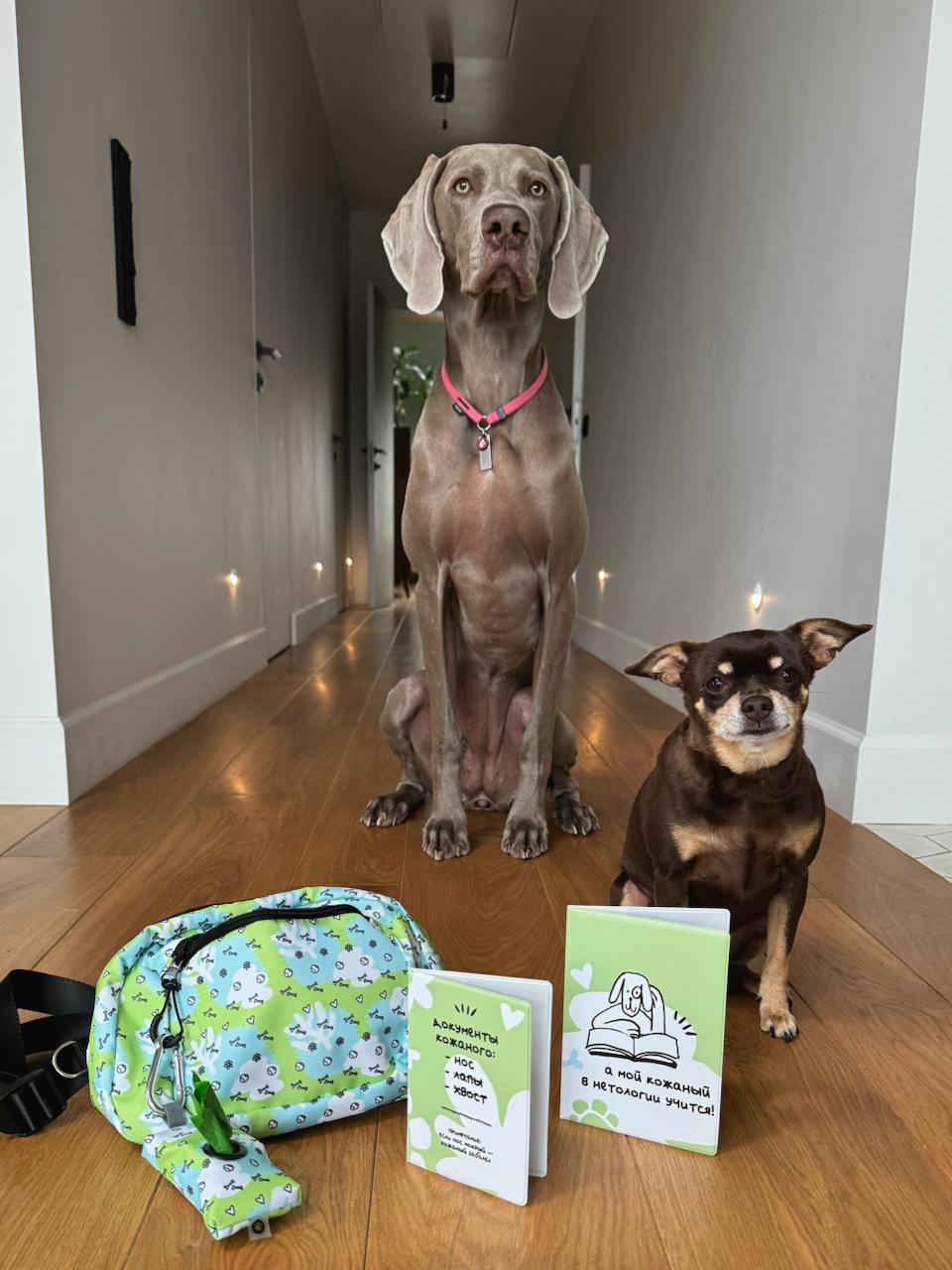 Год второй собаке 
В канале про SMM-стратегию я решил написать про свою собаку Лею? Да, право имею | Сетка — социальная сеть от hh.ru