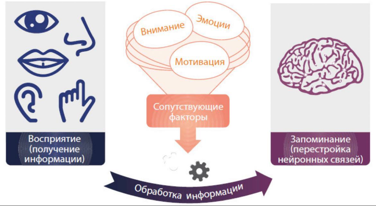 Основные концепции усвоения и обработки информации мозгом
#theory | Сетка — социальная сеть от hh.ru
