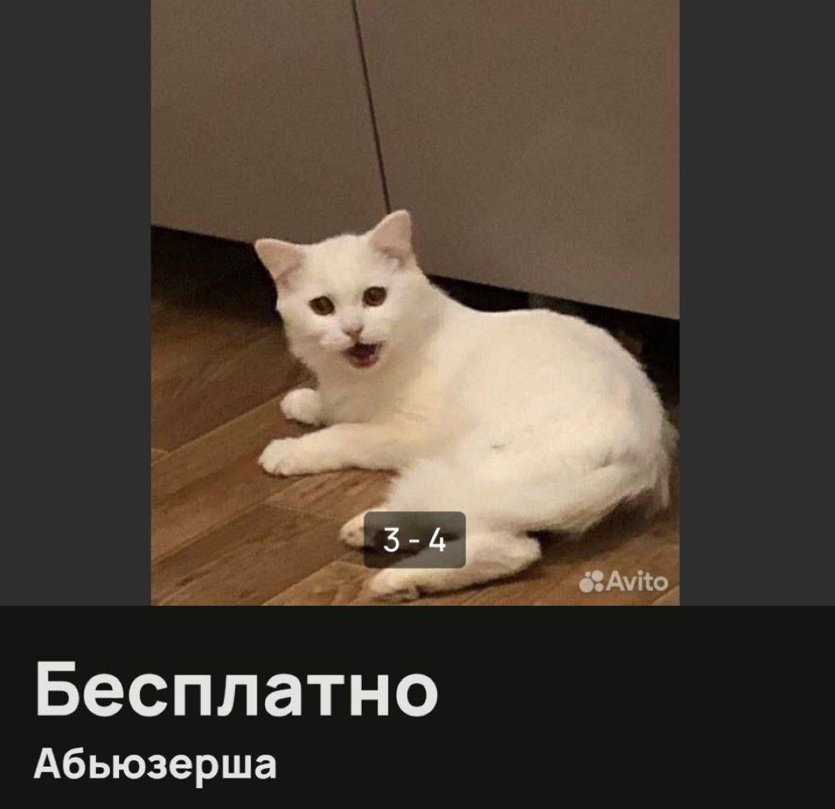 На Авито кто-то бесплатно отдает «кошку-абьюзершу» в добрые руки.
Желающие есть? | Сетка — социальная сеть от hh.ru