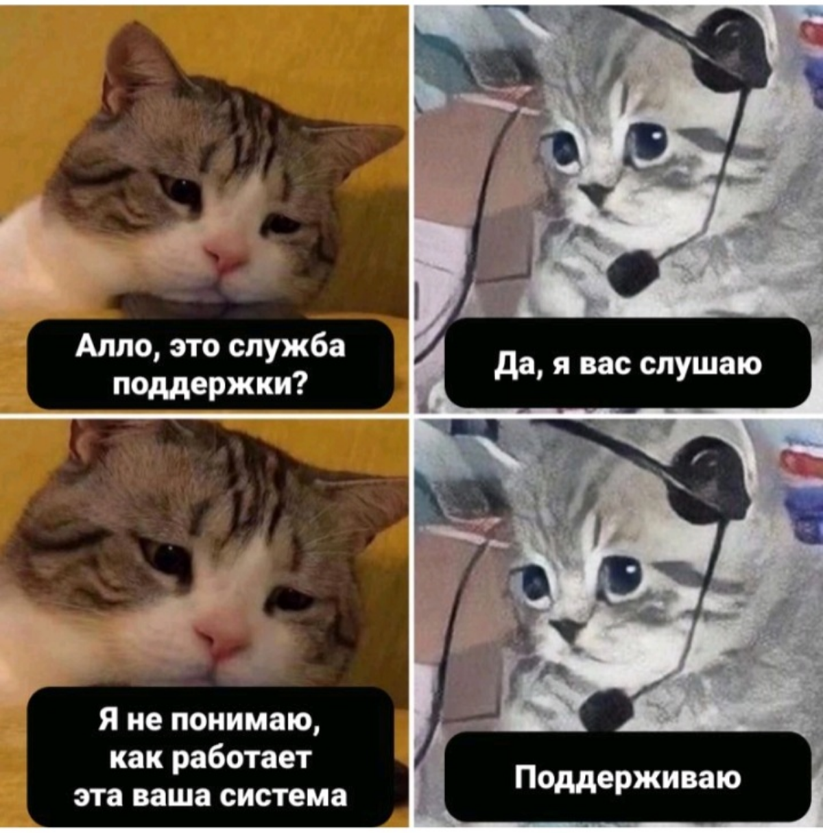 #юмор #мемы #mem #поддержка #котики #memes | Сетка — социальная сеть от hh.ru