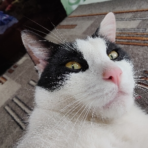 Александр Махов