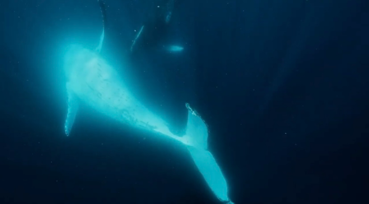 Метафоры в рекламе | Сетка — социальная сеть от hh.ru