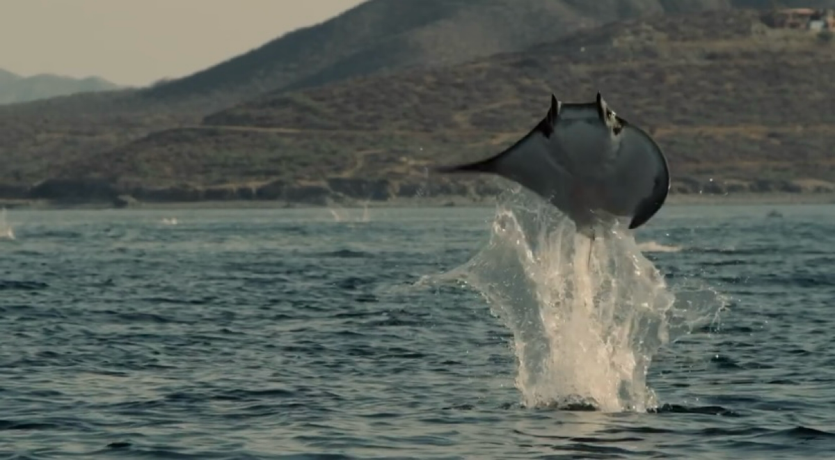 Метафоры в рекламе | Сетка — социальная сеть от hh.ru