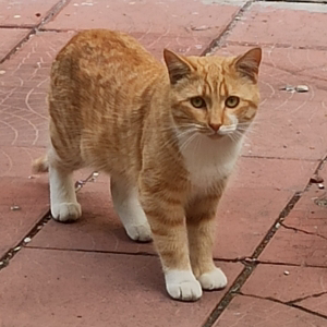 Mariia Tschoomak | Сетка — социальная сеть от hh.ru