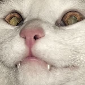 Руслан Мустафин