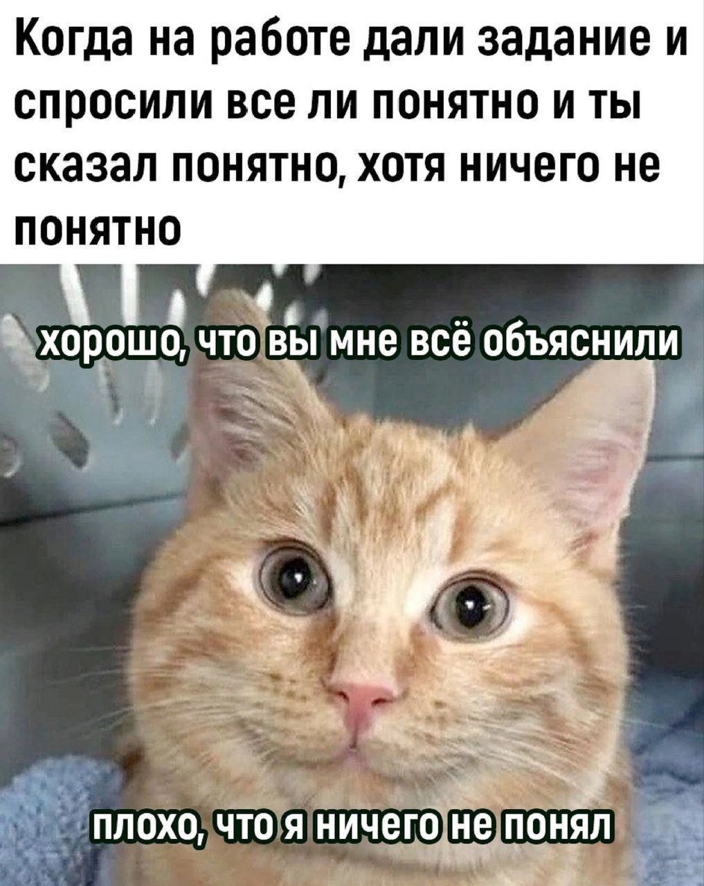 Сегодня пятница, а это значит пора обмениваться мемами! На прошлой неделе были самые популярные мемы от Екатерины он👆
Спасибо за активность!)
Публикуй мемы в комментариях и голосуй за другие любой реа... | Сетка — социальная сеть от hh.ru