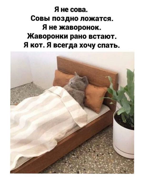 «Совы» оказались умнее «Жаворонков» — исследование.
Привычка ложиться поздно спать свойственна творческим людям | Сетка — социальная сеть от hh.ru