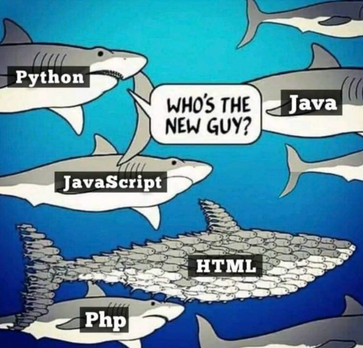 #мем #мемдня #мемы #мемасики #python #java #javascript #html #php | Сетка — социальная сеть от hh.ru