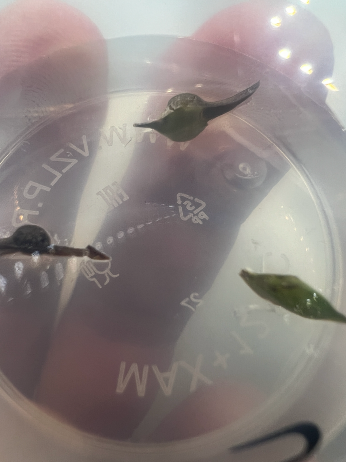 Эксперимент #15. Не васаби | Сетка — социальная сеть от hh.ru