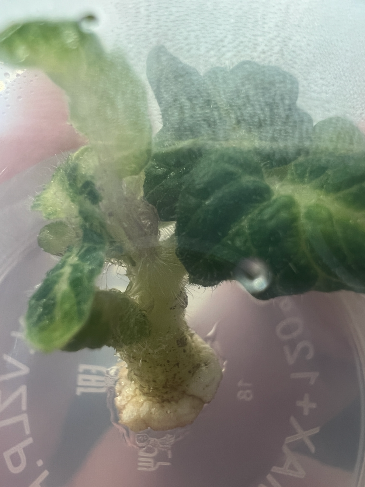 Эксперимент #15. Не васаби | Сетка — социальная сеть от hh.ru