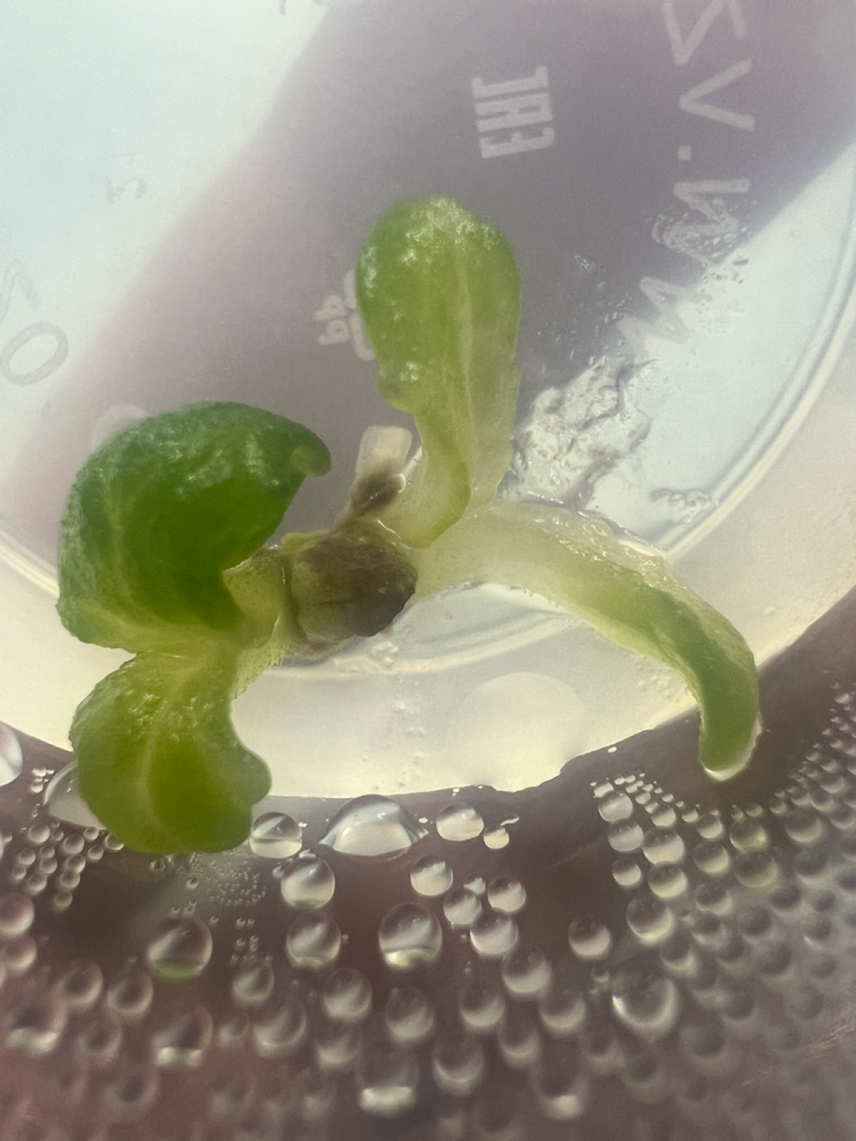 Эксперимент #15. Не васаби | Сетка — социальная сеть от hh.ru