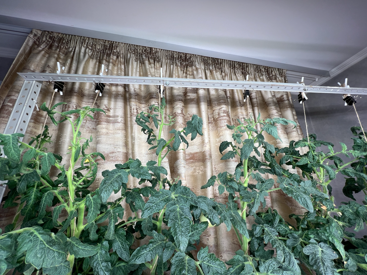 Томаты, кстати, живы. Узнал о прикольном способе их подвязывания. Шпагатом обвивать стебель и приспускать по мере роста. В противном случае эти ребята давно бы уже потолок пробили. | Сетка — социальная сеть от hh.ru