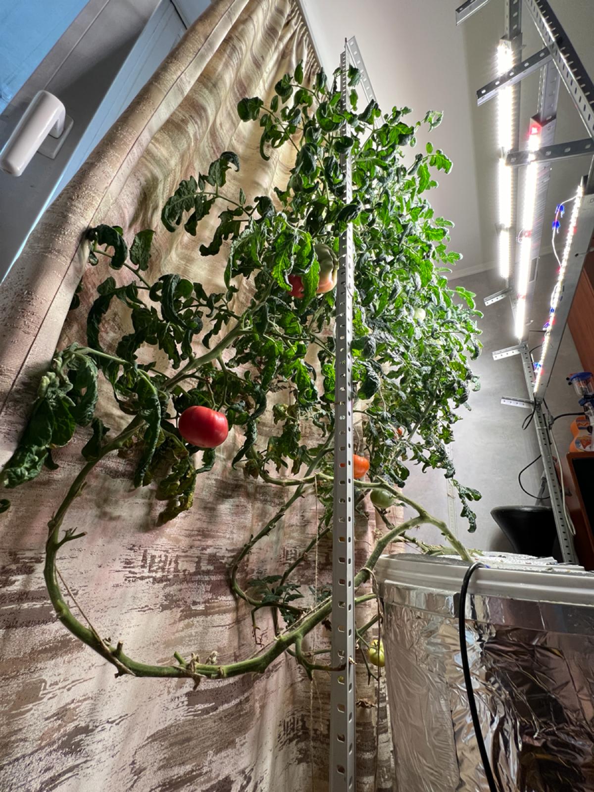 Томаты, кстати, живы. Узнал о прикольном способе их подвязывания. Шпагатом обвивать стебель и приспускать по мере роста. В противном случае эти ребята давно бы уже потолок пробили. | Сетка — социальная сеть от hh.ru