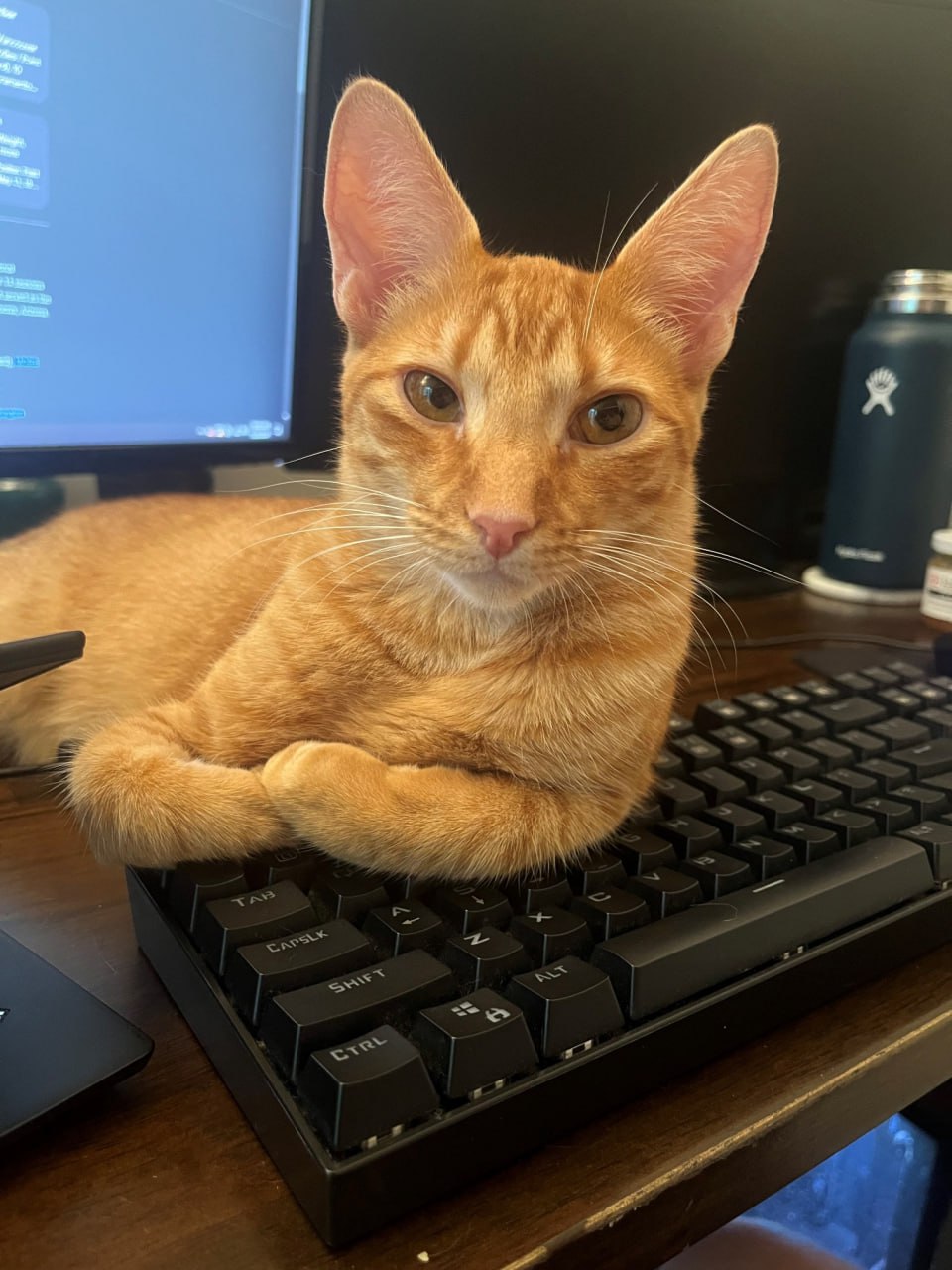 Новая (и уже самая полезная!) утилита на Python - CatLock 🐈
Она защищает клавиатуру от котеек - блокирует её, но экран и мышь продолжают работать | Сетка — социальная сеть от hh.ru