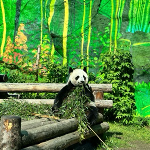 Татьянка Ко