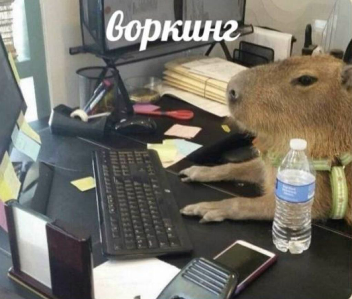 Первый рабочий день недели позади. Коллеги, мы справились! 💪🏼 | Сетка — социальная сеть от hh.ru