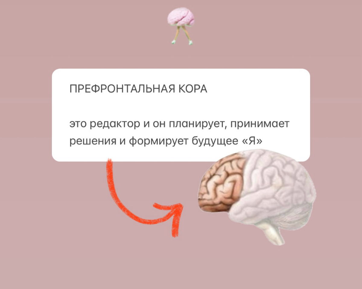 МОЗГ - РЕЖИССЕР ТВОЕГО «Я»
Сегодня постараюсь объяснить вам о работе мозга простыми словами на примере фильма.
Представим, что мозг это режиссер  и ваше «Я» - его главный фильм | Сетка — социальная сеть от hh.ru