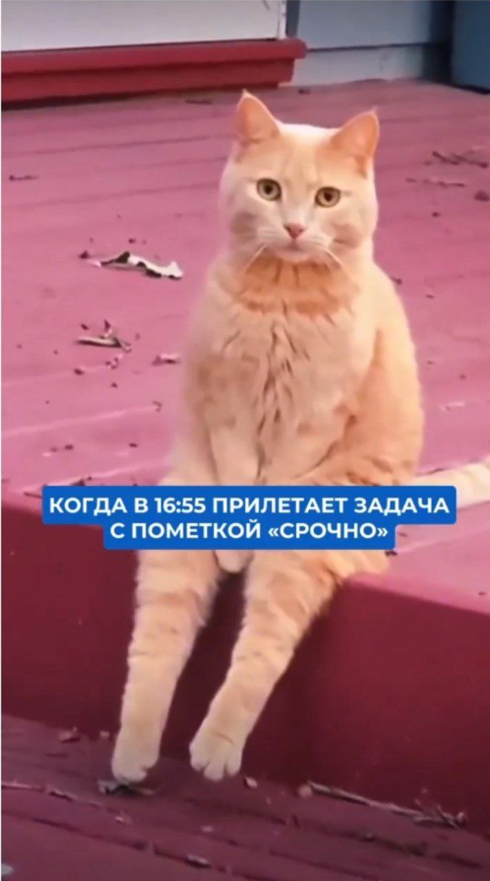#memes #mem #cat #work #task #humor #мем #юмор | Сетка — социальная сеть от hh.ru