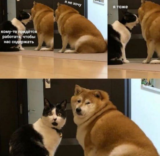 #memes #mem #cat #dog #work #humor #мем #юмор | Сетка — социальная сеть от hh.ru
